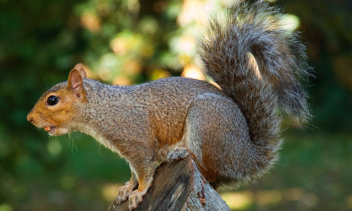 squirrel blog-detail-img-1